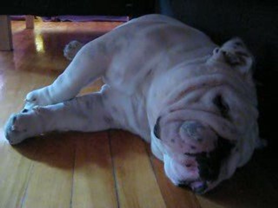 Iceberg bulldog anglais ronfle dort (suite)