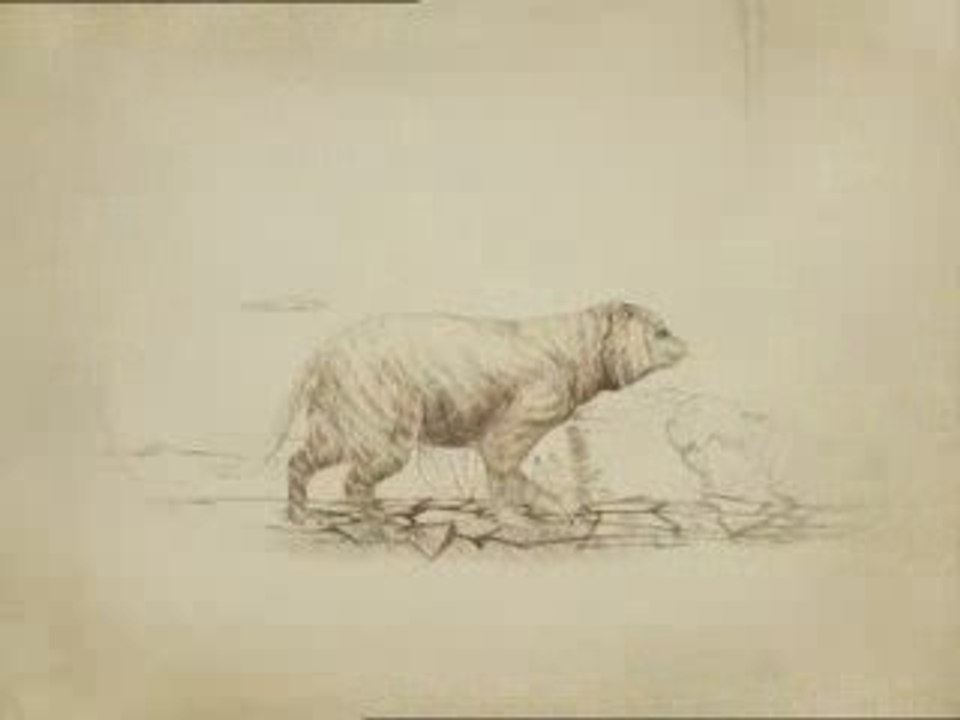 Tiger evolution ends