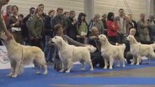European Dog Show 2008 golden retrievers