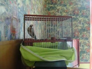 chardonnerit de kabo