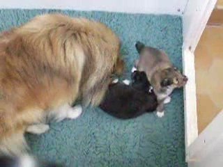 Vidéo des bébés de DODGER BLACK x AWAKE GOLD le 26 août 2009