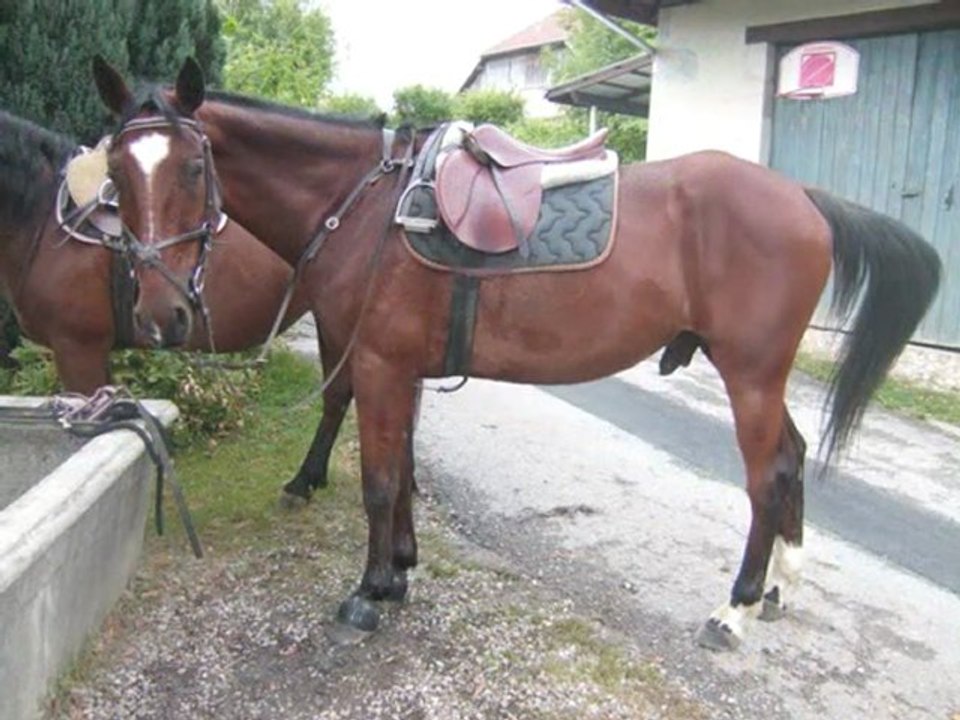 le 25 aout dressage palma