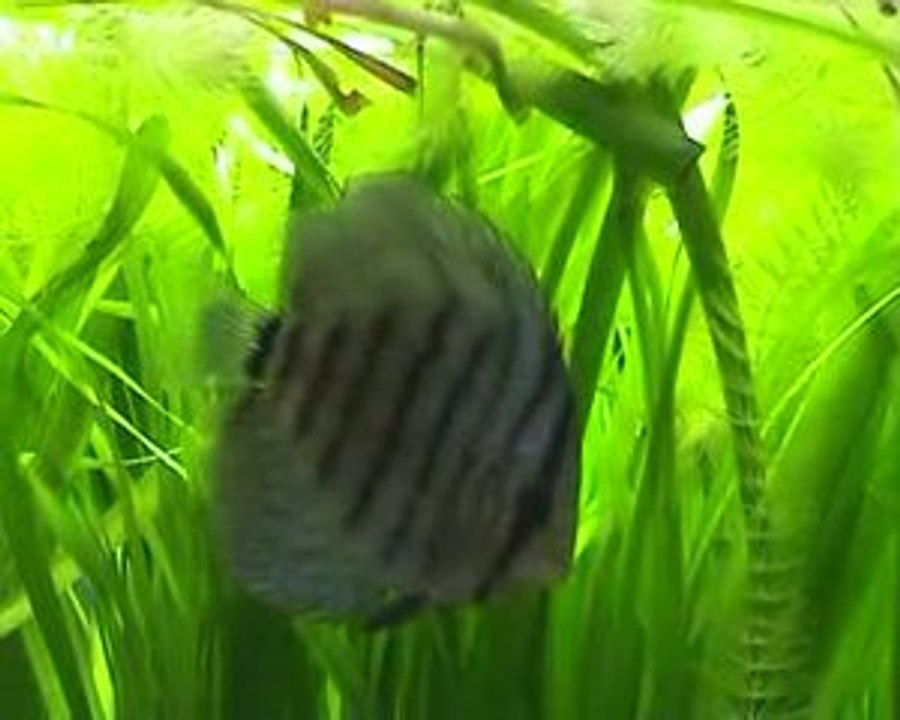 Mes deux Discus malades