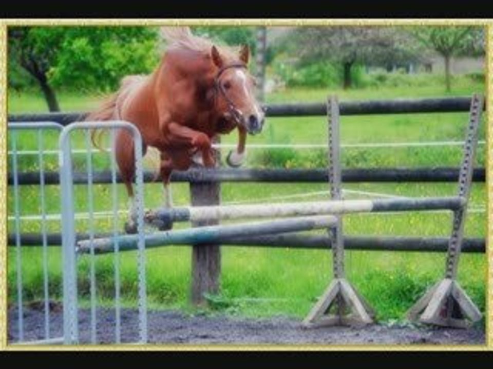 Hafis, étalon pur sang arabe