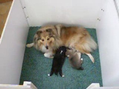 Vidéo d'AWAKE GOLD avec ses bébés le 26 août 2009