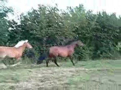 pitch et sibélius : travail duo en liberté