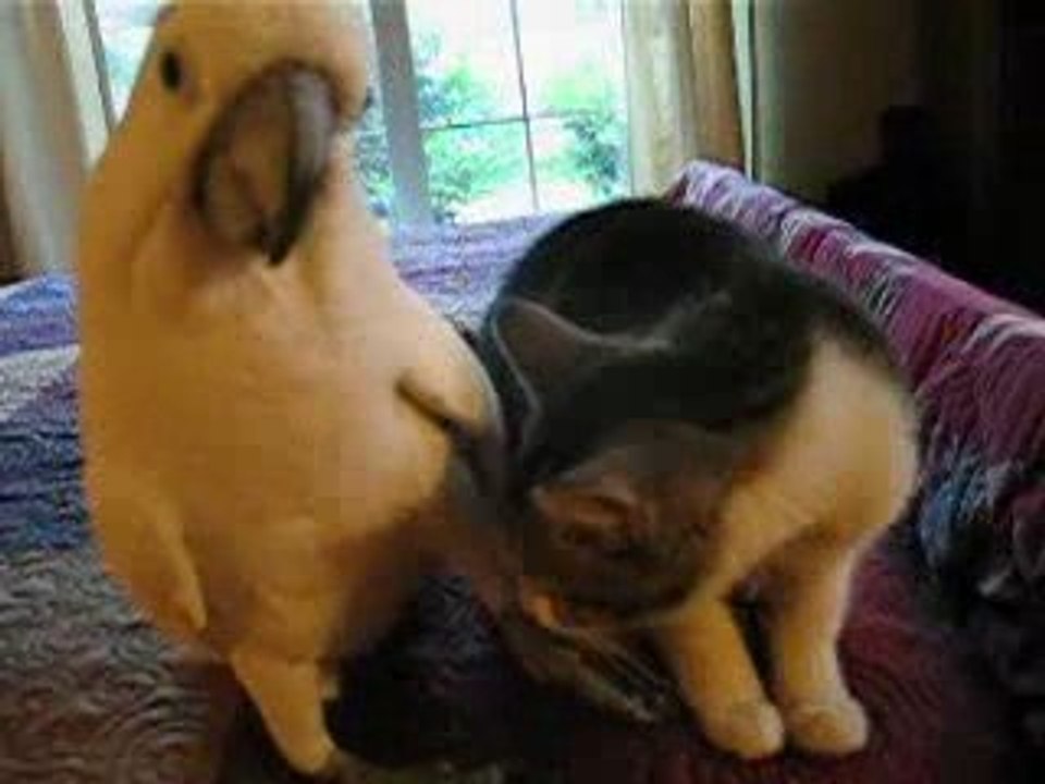 Le massage du perroquet !