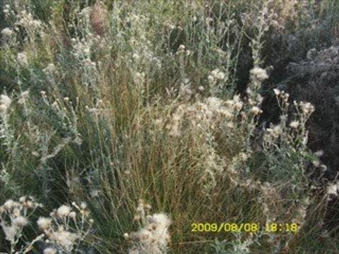 CAFERLİ KÖYÜ ( GUVA VE BAĞIRGAN GEZİSİ )