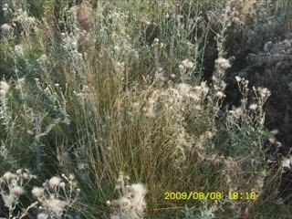 CAFERLİ KÖYÜ ( GUVA VE BAĞIRGAN GEZİSİ )