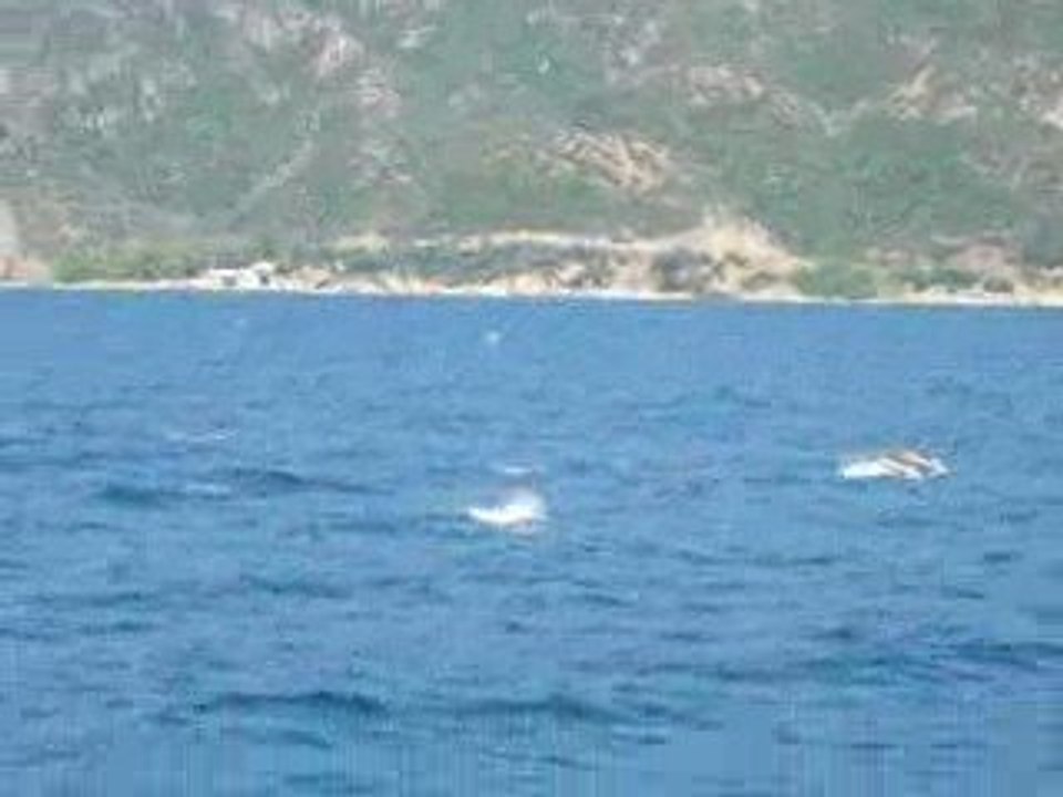 Delfiny na półwyspie Atos