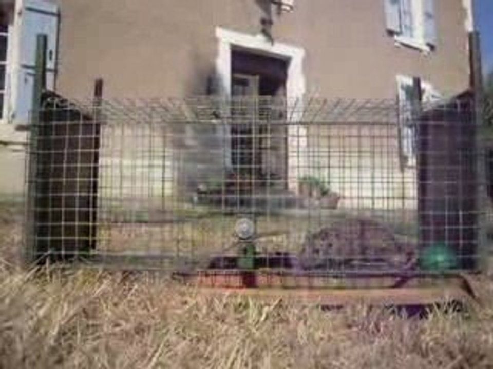 Un rat à La Plagnette