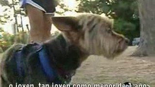 Los Mejores Amigos.com :: Ejercicio y Calor Peligro Perros