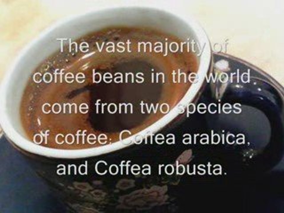 Coffee Arabica