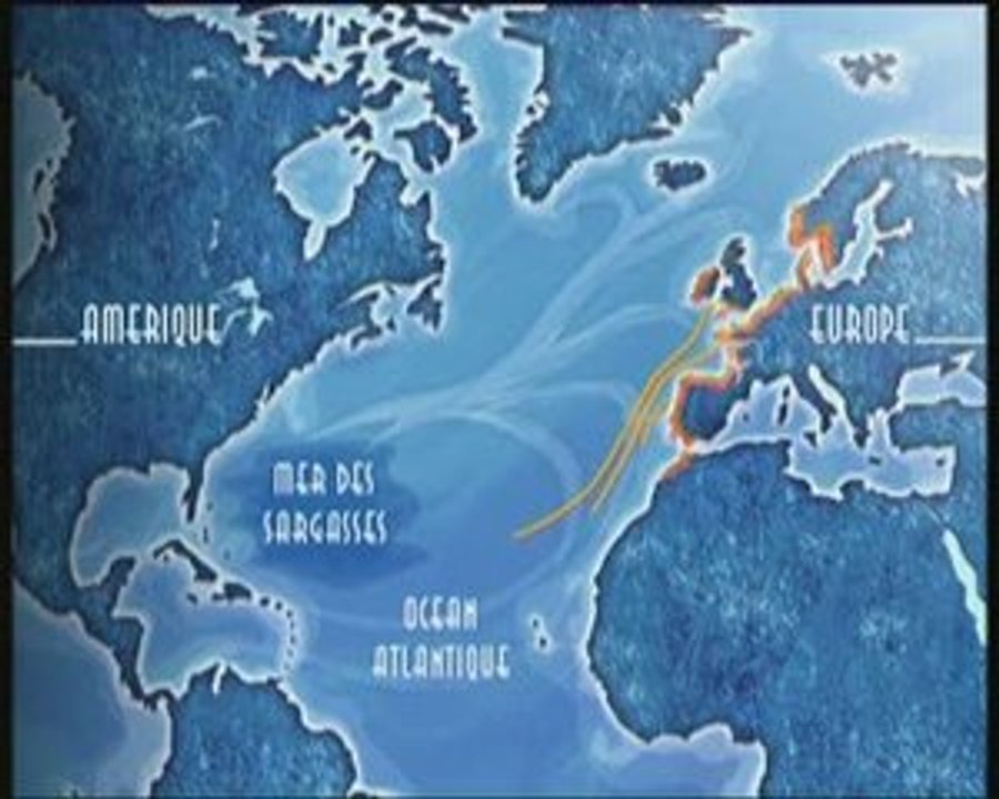 La route de l'eau - Le voyage de l'anguille