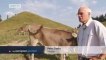 European Journal | Germany - Cattle on Mountain Pastures
