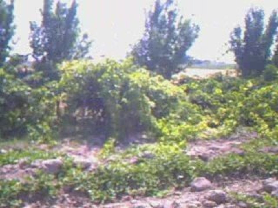 aksaray bahçeleri www.acemli68.com
