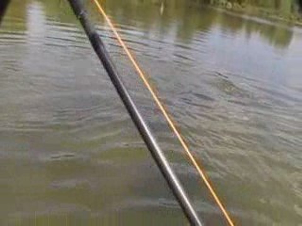 Carpes and flies 2009