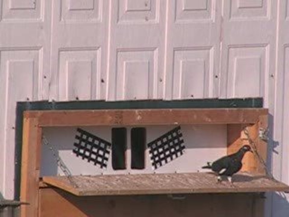 Pigeon Pal's Daily Racing Club News 42 Offline Stake Race