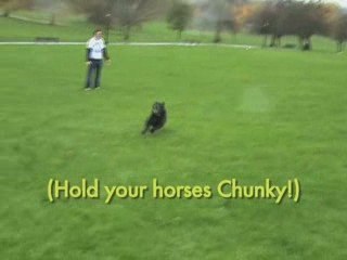 CHUNKY THE DOG CHOOSES THE NAME OF ONLINE PET SHOP!