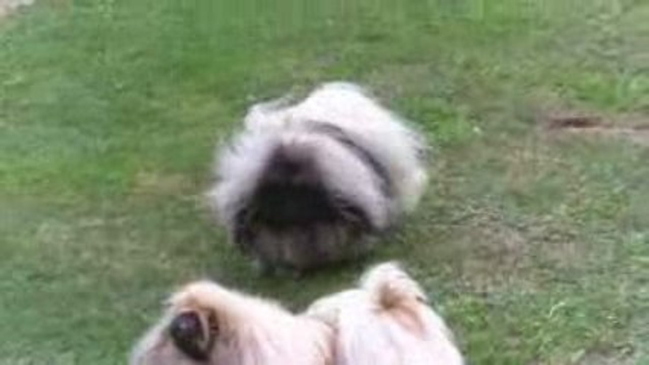 pekingese LIVANDA OLIVER at VANNJTY 11 SEPT 09