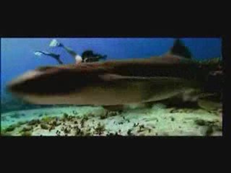 blue theme song promo bollywood