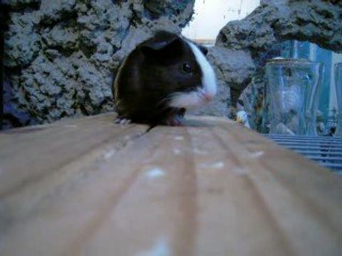 Ma bouille d'amour : Chocolat le chon de mes rêves