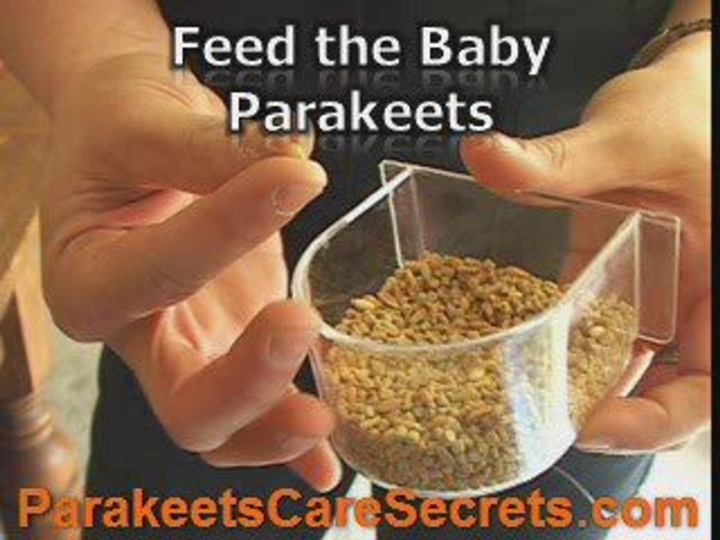Raising Baby Parakeets in a Proper Way
