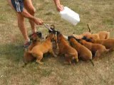 chiots malinois 6 semaines