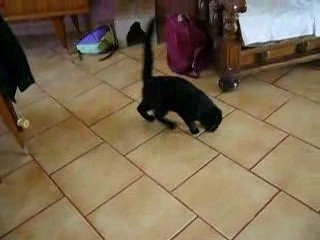 Blaki à la tête qui tourne