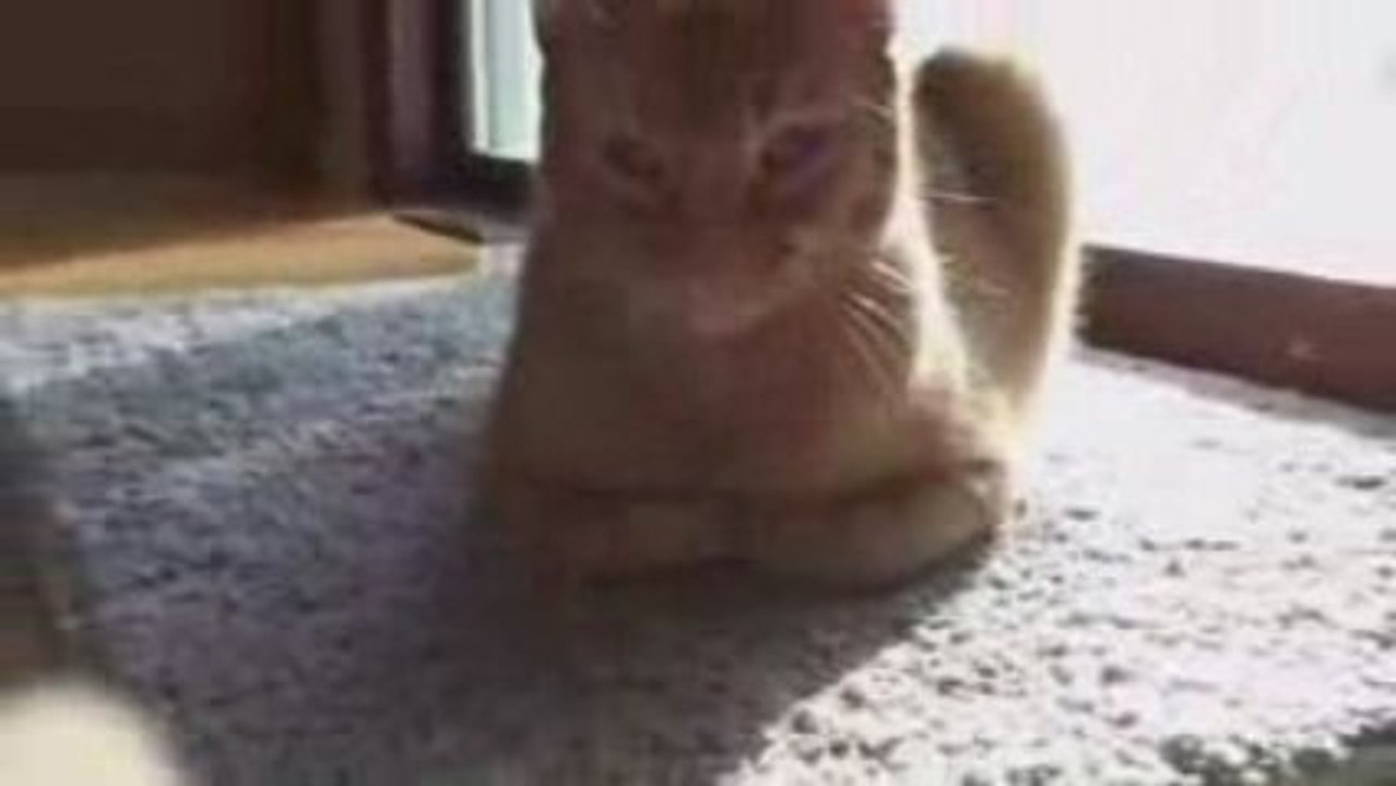 Un rat et un chat sont amis