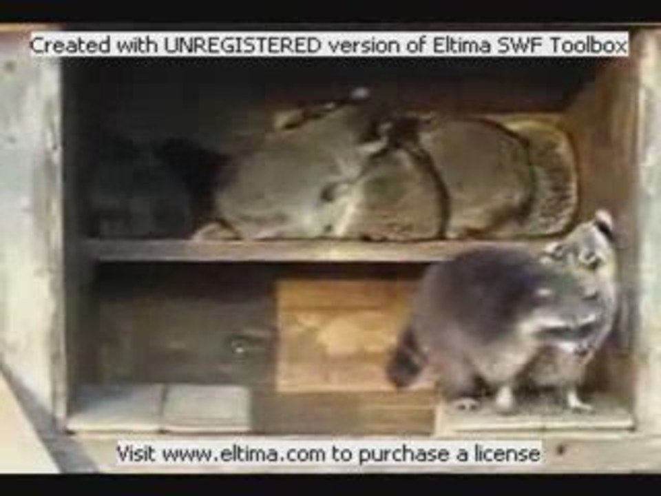 Rythm-racoon