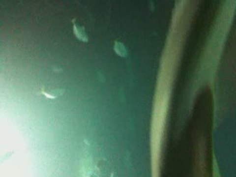 Les poissons ont la parole