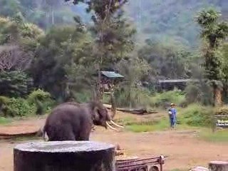 Elephant joue au foot.