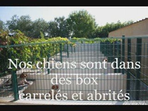 Elevage du Canal de Lunel Epagneul breton herault 34