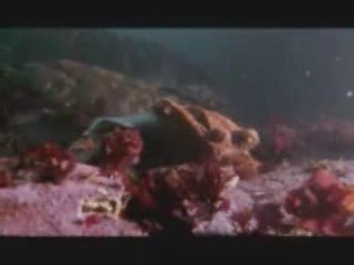 MUST SEE - Octopus VS Shark