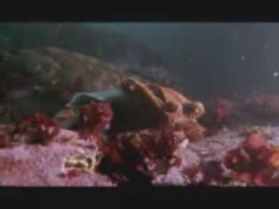MUST SEE - Octopus VS Shark