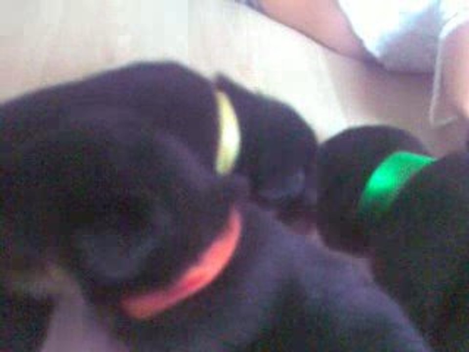 chiots beaucerons nés le 10 aout 2009 a reserver