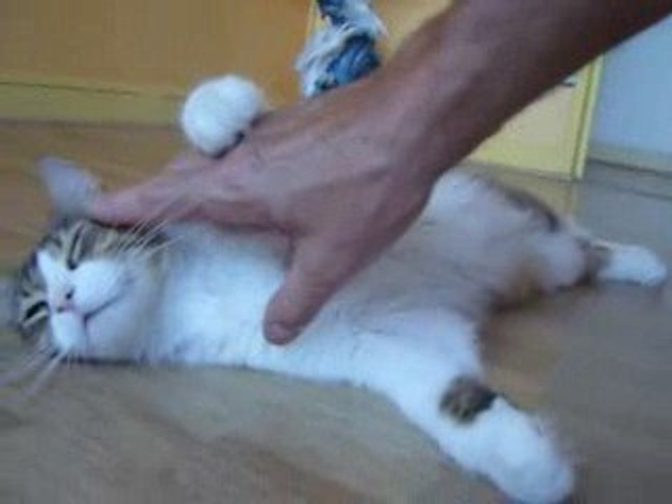 bounty calin
