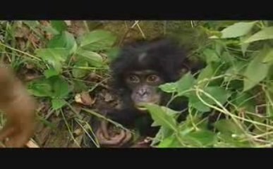 Nomades TV: Bonobo, le dernier refuge