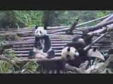 MUST SEE - Panda Sneeze Attack, funny animals