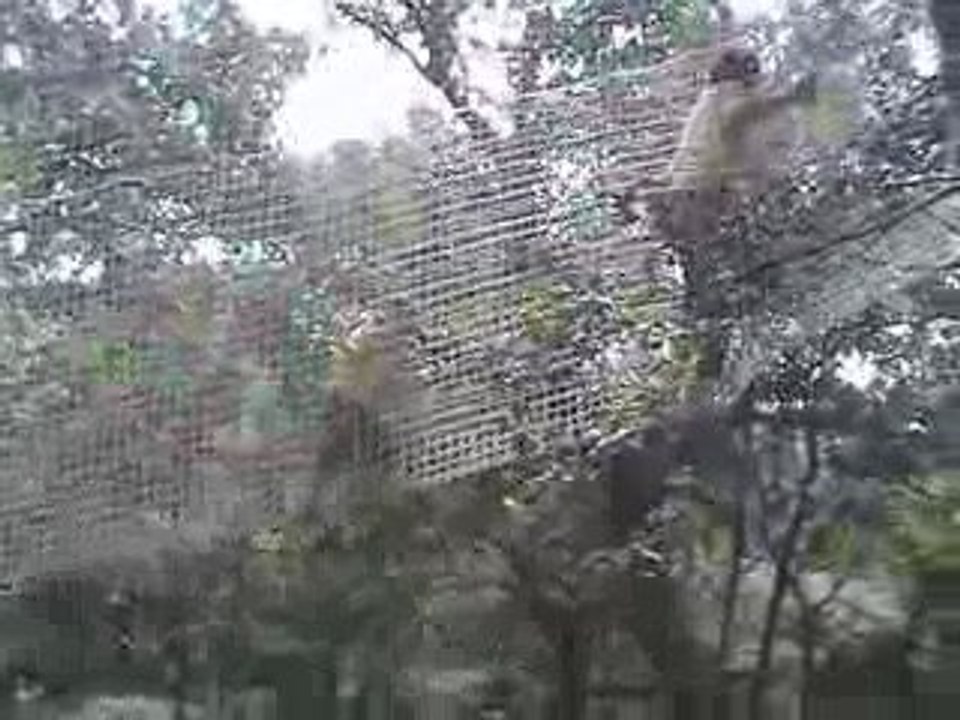 2009-08-23-Le bois des lutins-1-1ère montée