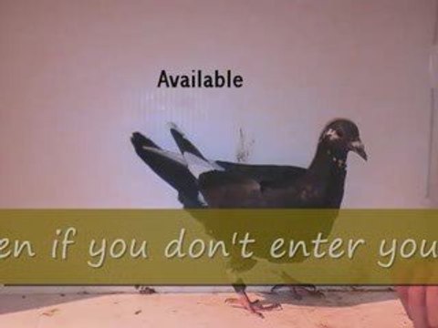 Pigeon Pal's Daily Racing Club News 43 Racers Montage