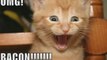 MUST SEE - Very Funny CATS 26, funny animals