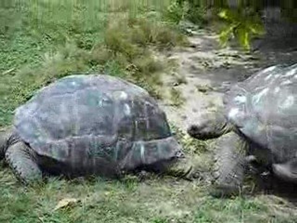 tortue géante