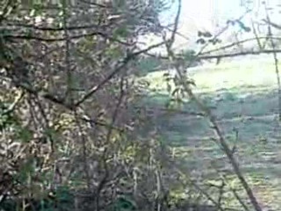 Bufalo arrive au pas.
