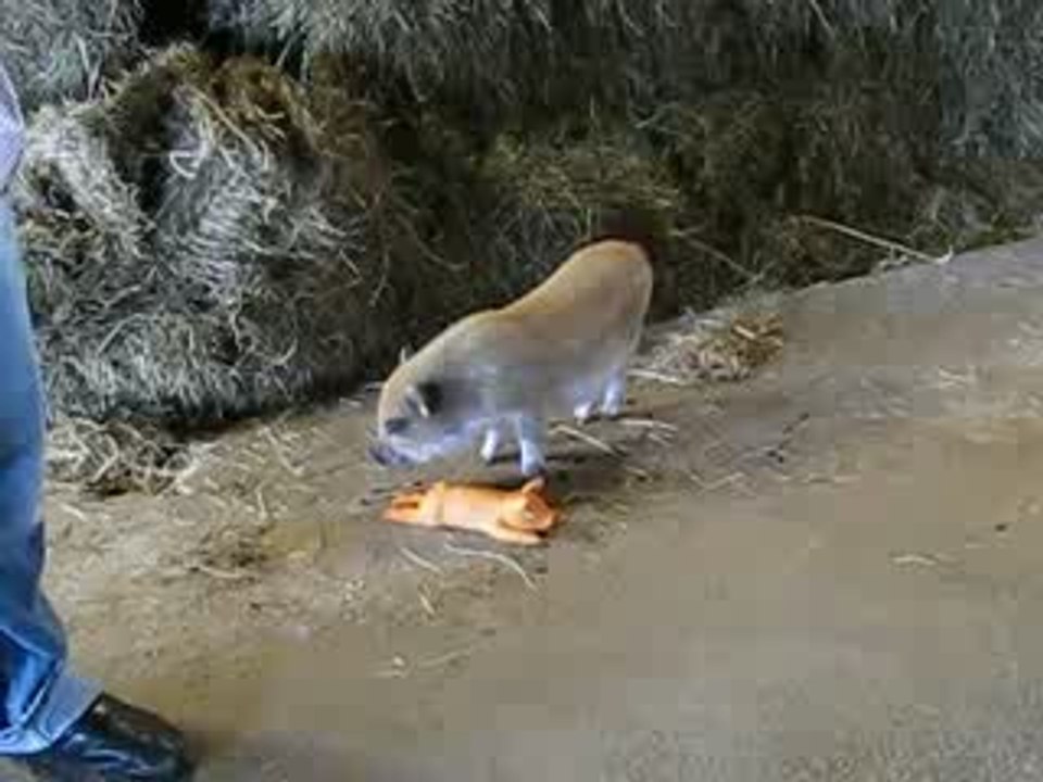 un petit cochon vietnamien joue à la poupée
