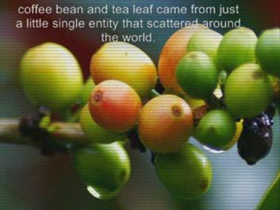 Coffee Bean and Tea Leaf video Dailymotion