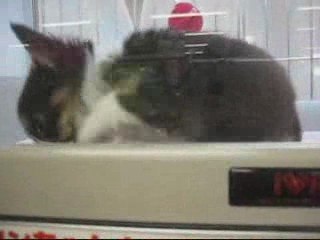 08.5.12.愛犬ユウ爪切りにペットショップへ