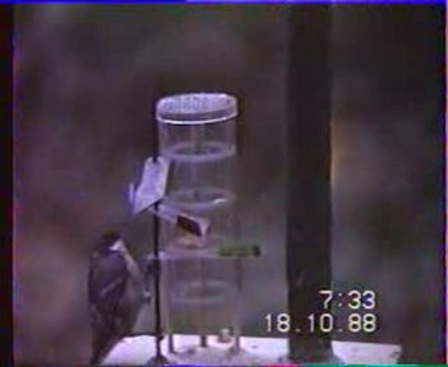 Mésange ..petit dispositif.. bricolé par  Raymond  J...t