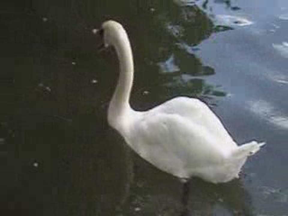 Lac Kir Dijon 28-08-2009